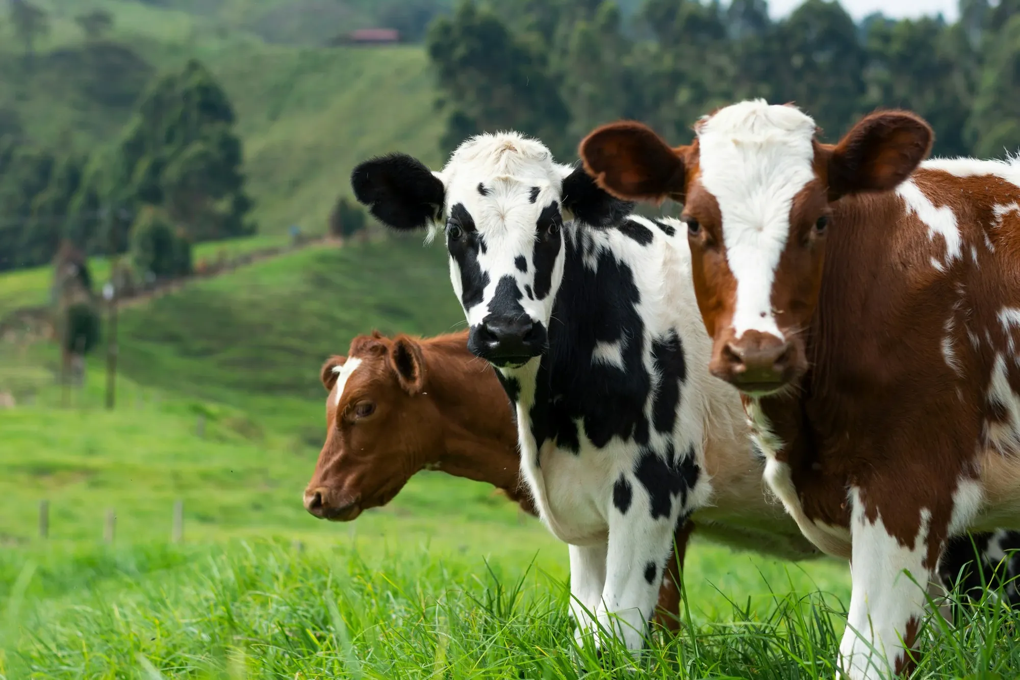 Cows grazing on a green hillside