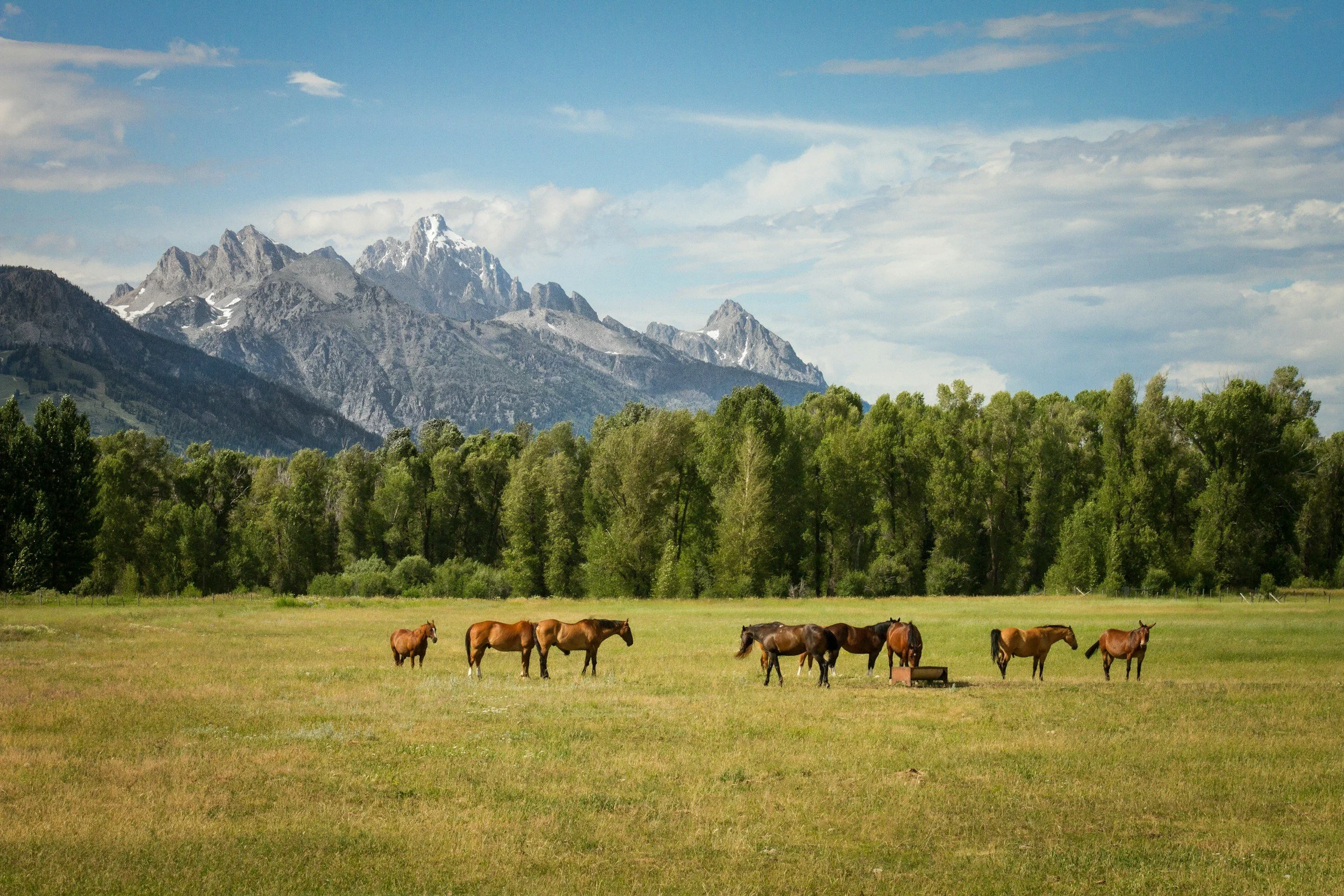 Horses grazing below the Teton range in Jackson Hole